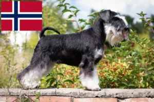 Mehr über den Artikel erfahren Schnauzer Züchter und Welpen in Norwegen