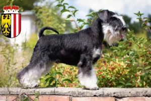 Mehr über den Artikel erfahren Schnauzer Züchter und Welpen in Oberösterreich