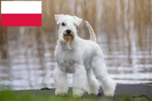 Mehr über den Artikel erfahren Schnauzer Züchter und Welpen in Polen