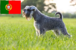 Mehr über den Artikel erfahren Schnauzer Züchter und Welpen in Portugal