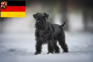 Mehr über den Artikel erfahren Schnauzer Züchter und Welpen in Rheinland-Pfalz