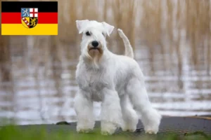 Mehr über den Artikel erfahren Schnauzer Züchter und Welpen im Saarland