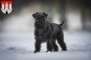 Mehr über den Artikel erfahren Schnauzer Züchter und Welpen in Salzburg