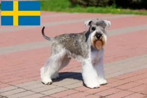 Mehr über den Artikel erfahren Schnauzer Züchter und Welpen in Schweden