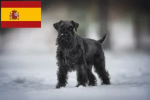 Mehr über den Artikel erfahren Schnauzer Züchter und Welpen in Spanien