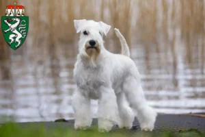 Mehr über den Artikel erfahren Schnauzer Züchter und Welpen in der Steiermark