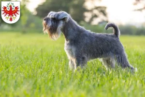 Mehr über den Artikel erfahren Schnauzer Züchter und Welpen in Tirol