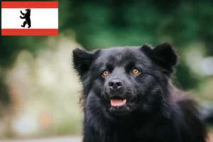 Mehr über den Artikel erfahren Schwedischer Lapphund Züchter und Welpen in Berlin