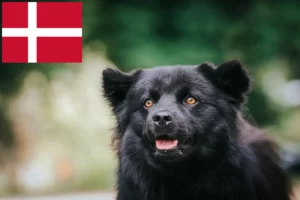 Mehr über den Artikel erfahren Schwedischer Lapphund Züchter und Welpen in Dänemark