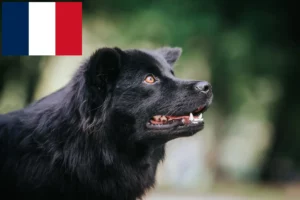 Mehr über den Artikel erfahren Schwedischer Lapphund Züchter und Welpen in Frankreich