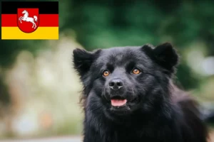 Mehr über den Artikel erfahren Schwedischer Lapphund Züchter und Welpen in Niedersachsen