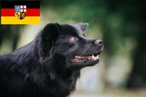 Mehr über den Artikel erfahren Schwedischer Lapphund Züchter und Welpen im Saarland