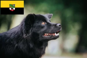 Mehr über den Artikel erfahren Schwedischer Lapphund Züchter und Welpen in Sachsen-Anhalt