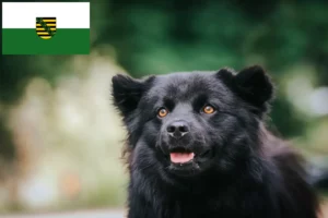 Mehr über den Artikel erfahren Schwedischer Lapphund Züchter und Welpen in Sachsen