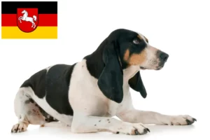 Mehr über den Artikel erfahren Schweizer Laufhund Züchter und Welpen in Niedersachsen