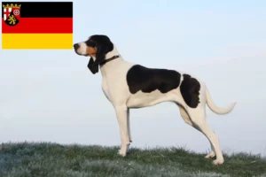 Mehr über den Artikel erfahren Schweizer Laufhund Züchter und Welpen in Rheinland-Pfalz