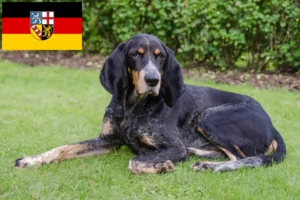 Mehr über den Artikel erfahren Schweizer Laufhund Züchter und Welpen im Saarland