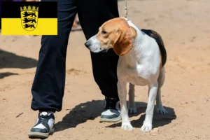 Mehr über den Artikel erfahren Schweizer Niederlaufhund Züchter und Welpen in Baden-Württemberg