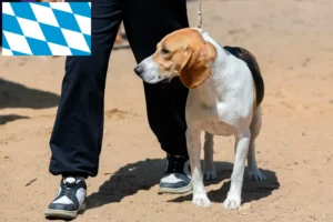 Mehr über den Artikel erfahren Schweizer Niederlaufhund Züchter und Welpen in Bayern