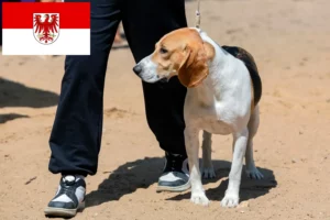 Mehr über den Artikel erfahren Schweizer Niederlaufhund Züchter und Welpen in Brandenburg