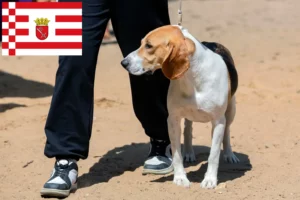 Mehr über den Artikel erfahren Schweizer Niederlaufhund Züchter und Welpen in Bremen