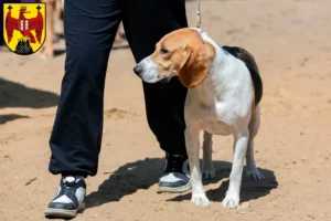 Mehr über den Artikel erfahren Schweizer Niederlaufhund Züchter und Welpen im Burgenland