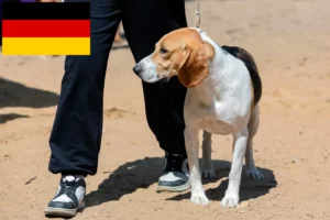 Mehr über den Artikel erfahren Schweizer Niederlaufhund Züchter und Welpen in Deutschland