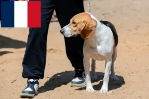 Mehr über den Artikel erfahren Schweizer Niederlaufhund Züchter und Welpen in Frankreich