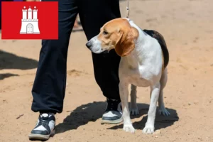 Mehr über den Artikel erfahren Schweizer Niederlaufhund Züchter und Welpen in Hamburg