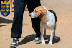 Mehr über den Artikel erfahren Schweizer Niederlaufhund Züchter und Welpen in Niederösterreich