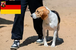 Mehr über den Artikel erfahren Schweizer Niederlaufhund Züchter und Welpen in Rheinland-Pfalz