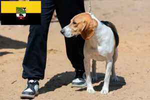 Mehr über den Artikel erfahren Schweizer Niederlaufhund Züchter und Welpen in Sachsen-Anhalt