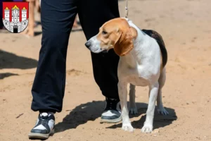 Mehr über den Artikel erfahren Schweizer Niederlaufhund Züchter und Welpen in Salzburg