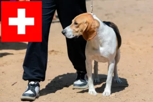 Mehr über den Artikel erfahren Schweizer Niederlaufhund Züchter und Welpen in der Schweiz