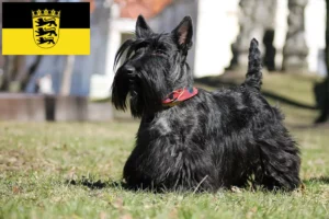 Mehr über den Artikel erfahren Scottish Terrier Züchter und Welpen in Baden-Württemberg