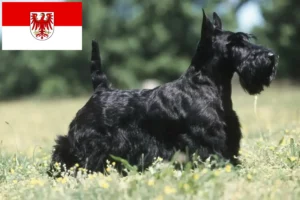 Mehr über den Artikel erfahren Scottish Terrier Züchter und Welpen in Brandenburg