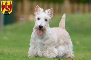 Mehr über den Artikel erfahren Scottish Terrier Züchter und Welpen im Burgenland