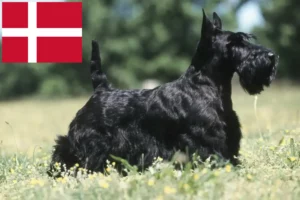 Mehr über den Artikel erfahren Scottish Terrier Züchter und Welpen in Dänemark