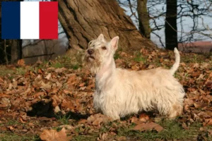 Mehr über den Artikel erfahren Scottish Terrier Züchter und Welpen in Frankreich