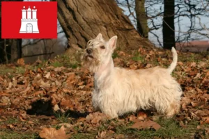 Mehr über den Artikel erfahren Scottish Terrier Züchter und Welpen in Hamburg