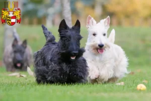 Mehr über den Artikel erfahren Scottish Terrier Züchter und Welpen in Kärnten