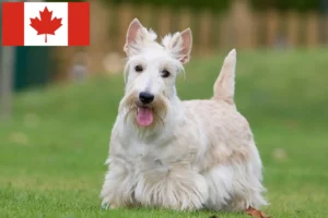 Mehr über den Artikel erfahren Scottish Terrier Züchter und Welpen in Kanada