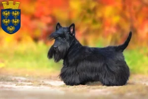 Mehr über den Artikel erfahren Scottish Terrier Züchter und Welpen in Niederösterreich