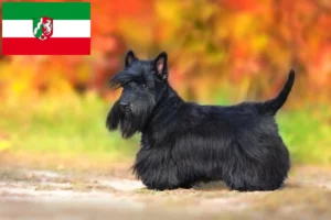 Read more about the article Scottish Terrier Züchter und Welpen in Nordrhein-Westfalen