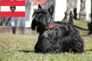 Read more about the article Scottish Terrier Züchter und Welpen in Österreich