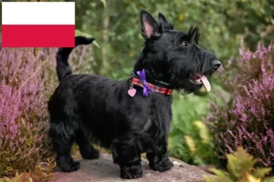 Mehr über den Artikel erfahren Scottish Terrier Züchter und Welpen in Polen