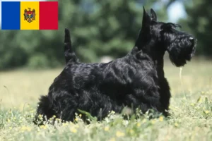 Mehr über den Artikel erfahren Scottish Terrier Züchter und Welpen in Republik Moldau