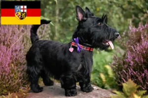 Mehr über den Artikel erfahren Scottish Terrier Züchter und Welpen im Saarland