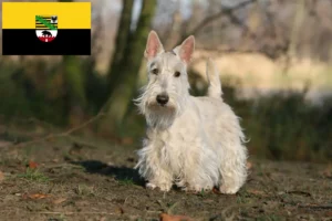 Mehr über den Artikel erfahren Scottish Terrier Züchter und Welpen in Sachsen-Anhalt