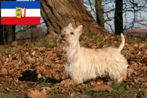 Mehr über den Artikel erfahren Scottish Terrier Züchter und Welpen in Schleswig-Holstein